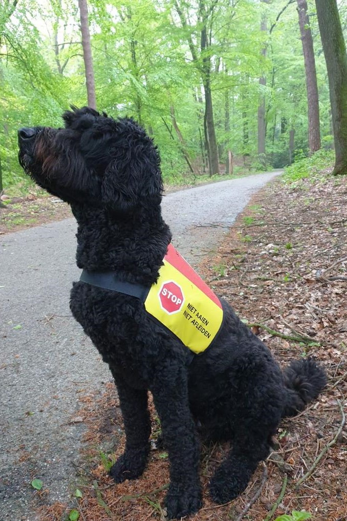 Couverture pour chien d'assistance